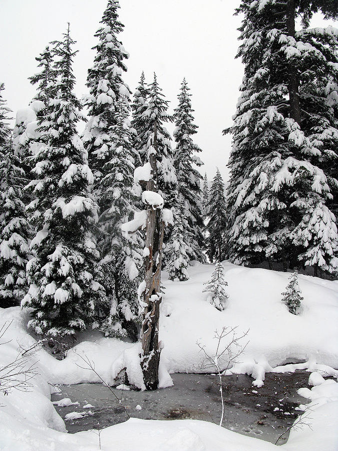 Tree Photograph - Snow Laden Trees at Snoqualmie Pass 6 Washington by Richard Singleton