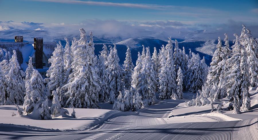Snow laden spruce  trees Photograph by Lynn Hopwood