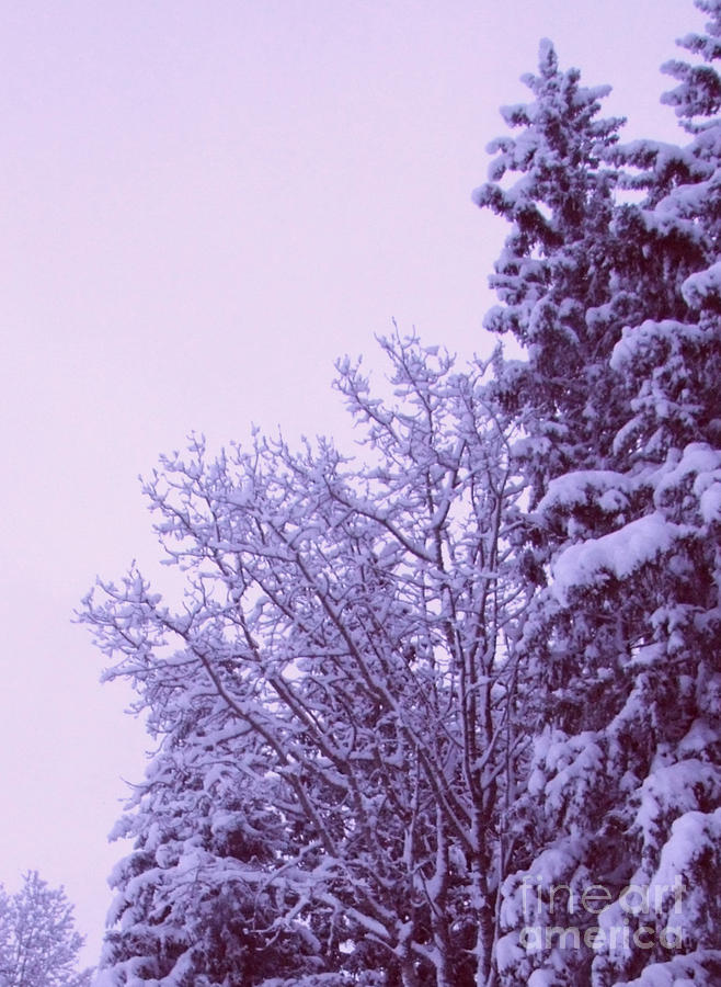 Snow Laden Trees Photograph by Marianne NANA Betts