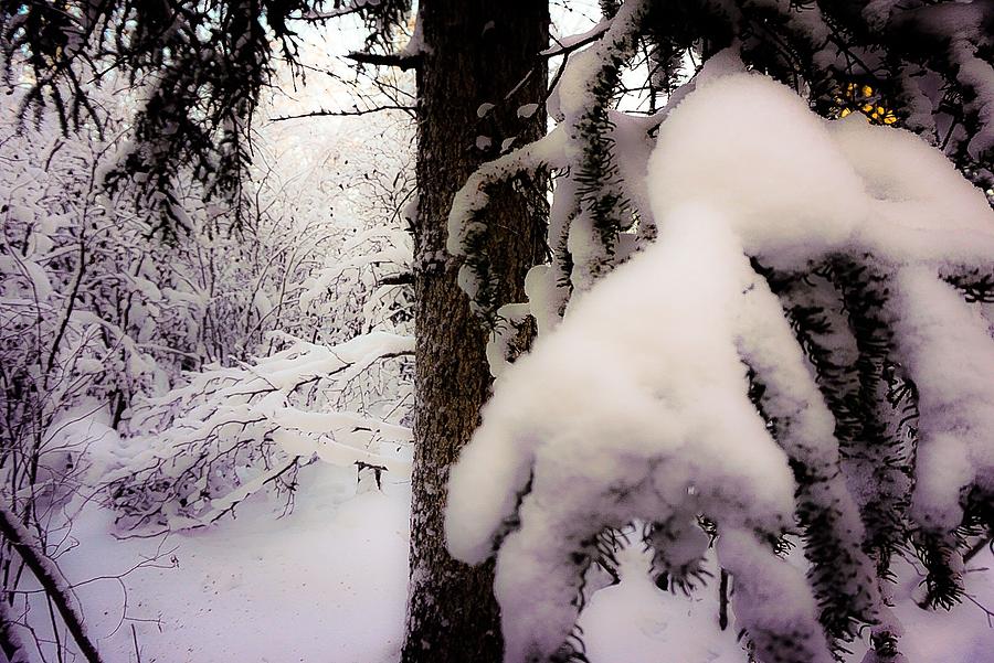 Snow Ladened 1 Photograph by Desmond Raymond