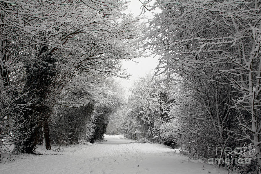 Winter Photograph - Snow Landscape 01 by Jason Moore