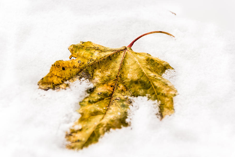 Snow Leaf Photograph by Jay Stockhaus