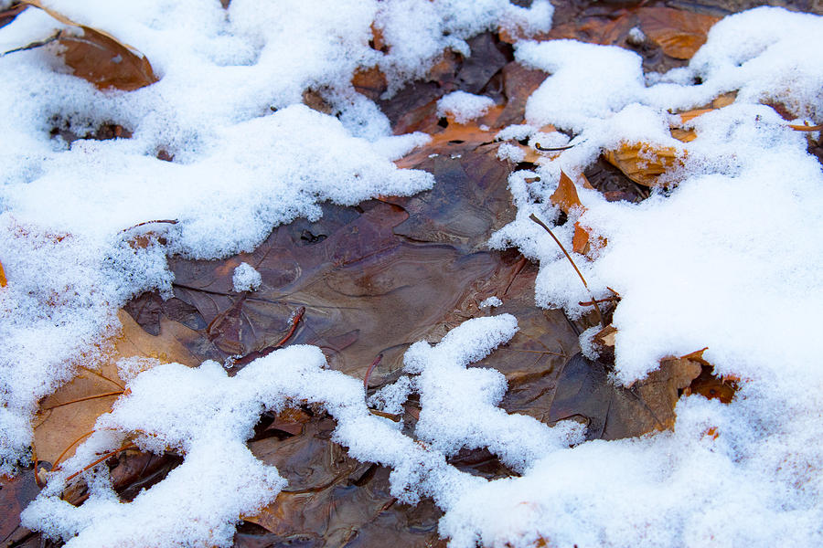 Nature Photograph - Snow Leaves by Noah Bryant