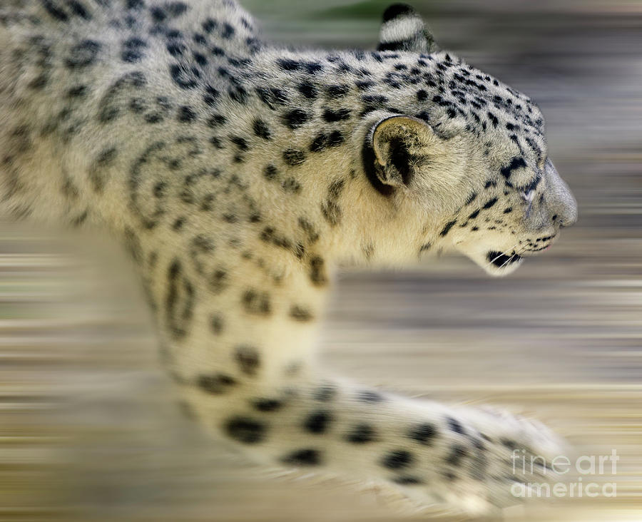 Snow Leopard On The Move Photograph by Bob Christopher