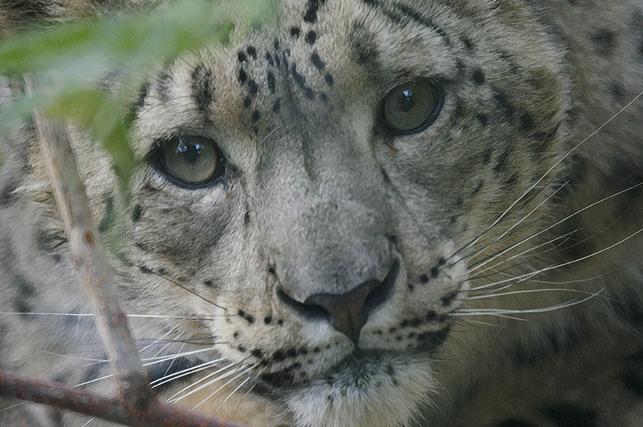 Snow Leopard 10 Photograph by Ernest Echols