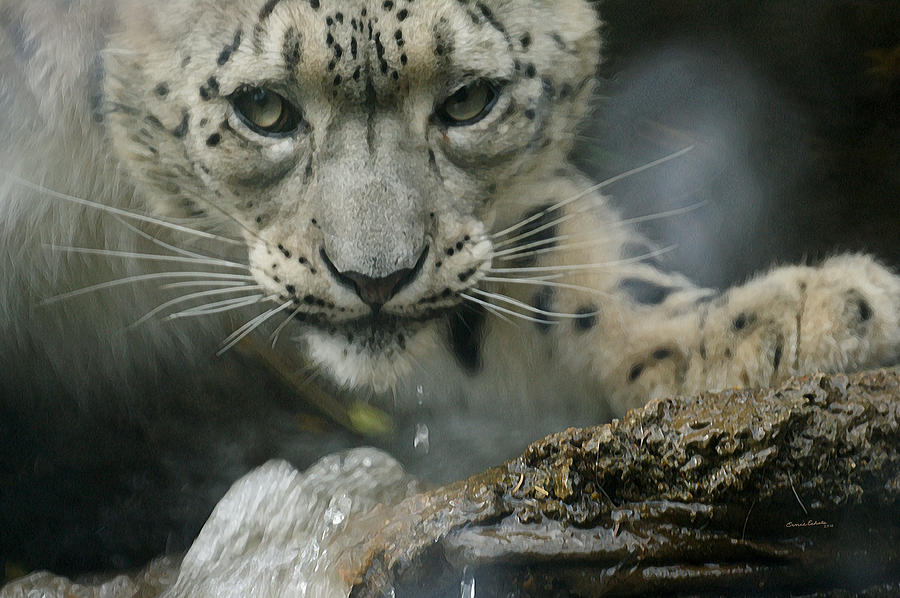 Snow Leopard 11 Photograph by Ernest Echols