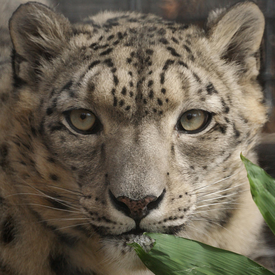 Snow Leopard 13 Photograph by Ernest Echols