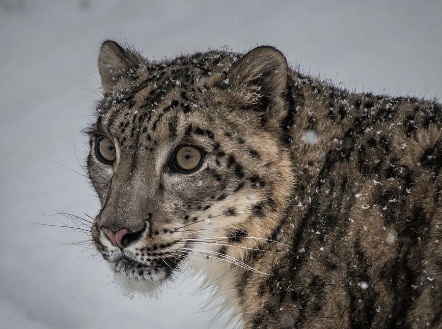 Snow Leopard 2 Photograph by Teresa Wilson