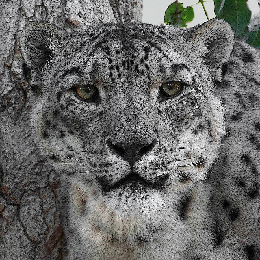 Snow Leopard 5 Posterized Photograph by Ernest Echols