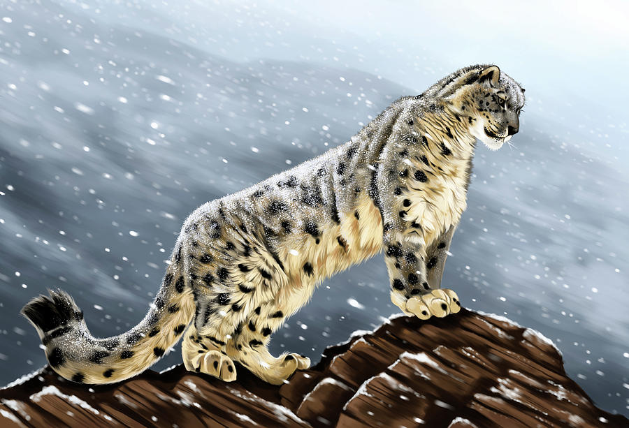 Snow Leopard Digital Art By Amit Baokar