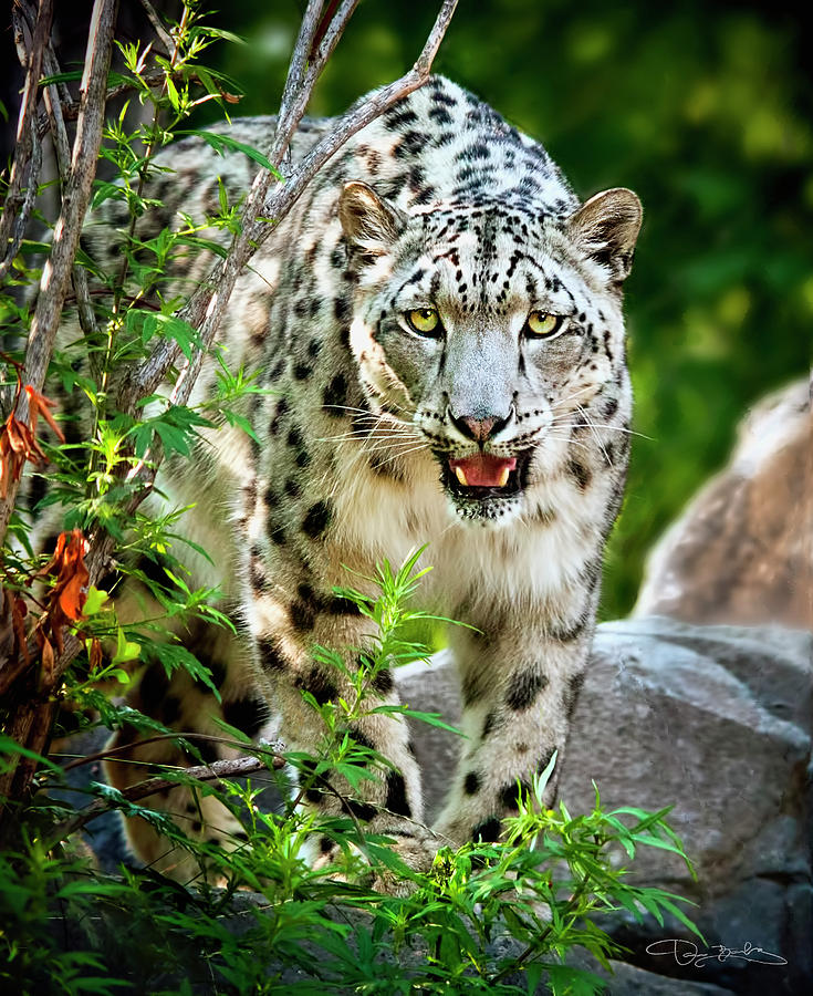 Snow Leopard Among Rocks And Forest Photograph By Dan Barba
