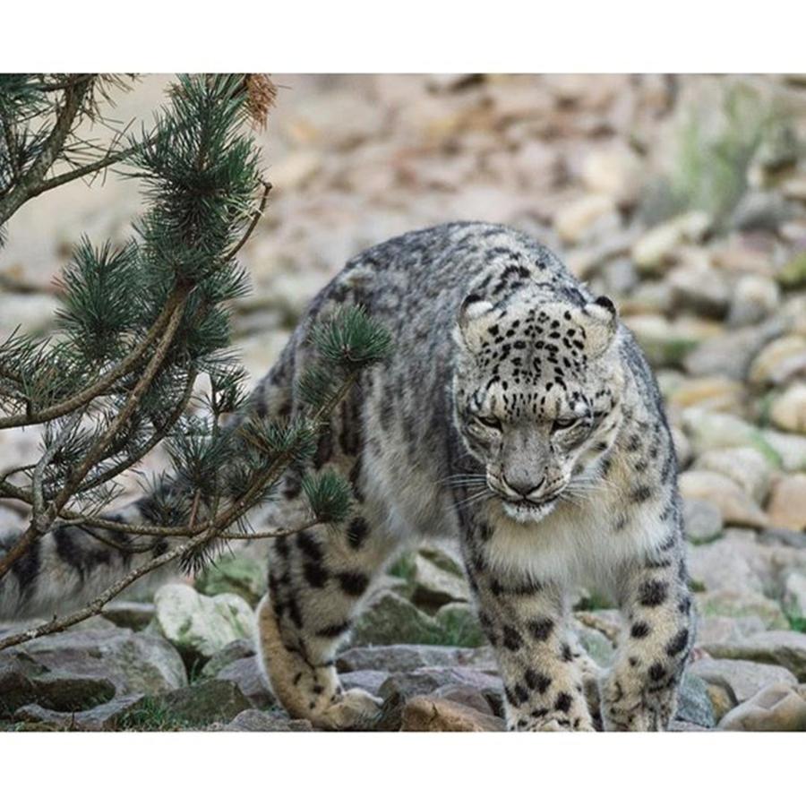 Wildlife Photograph - #snow #leopard #animal #wildlife by Daniel Precht Photography