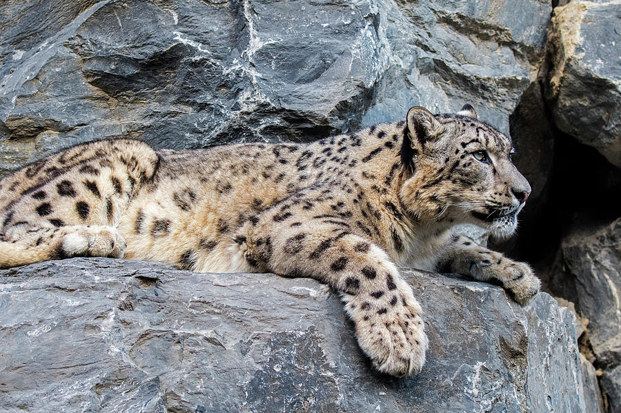 Snow Leopard Photograph by Arterra Picture Library
