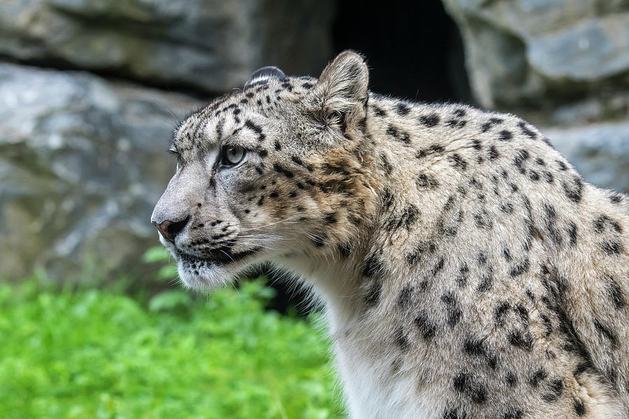 Snow Leopard, Asia Photograph by Arterra Picture Library