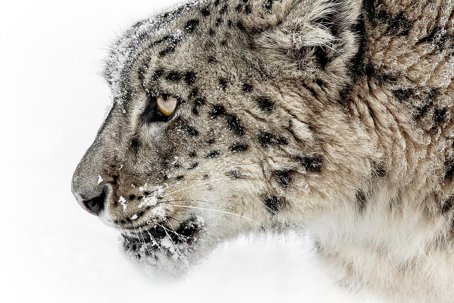 Snow Leopard Attitude Photograph by Wes and Dotty Weber