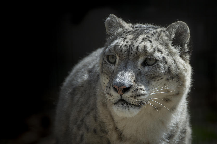 Snow Leopard Photograph by Bill Cubitt