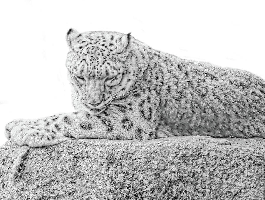 Snow Leopard Black and White Photograph by Jennie Marie Schell