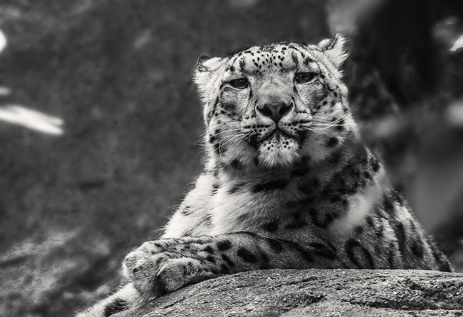 Snow Leopard Black and White Photograph by Nolan Taylor - Fine Art America