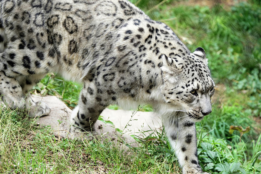 Leopard Photograph - Snow Leopard by Brett Engle
