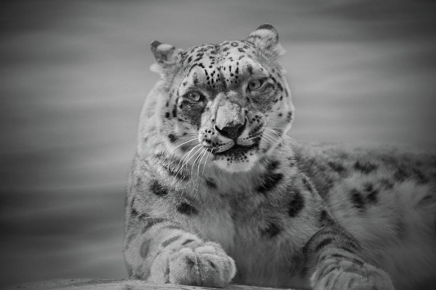 Snow Leopard  bw Photograph by Sandy Keeton