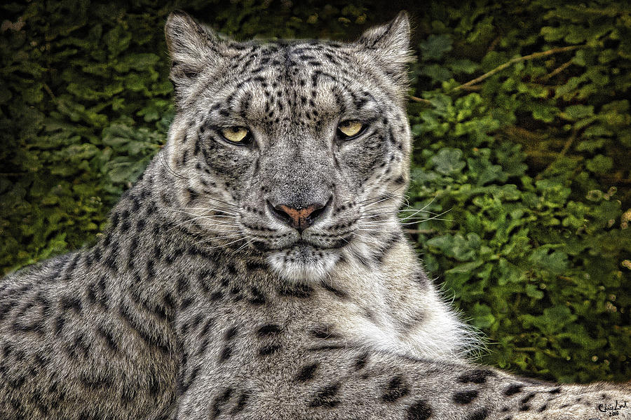 Snow Leopard Photograph by Chris Lord