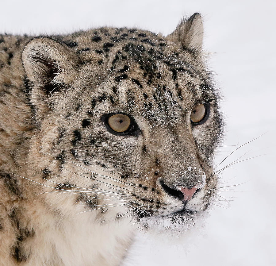 Snow Leopard Close Up Photograph by Athena Mckinzie