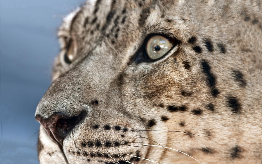 Snow Leopard Closeup Portrait Photograph by William Bitman