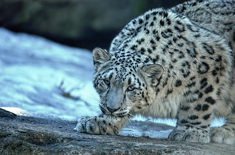 Snow Leopard crouching Photograph by Ronda Ryan
