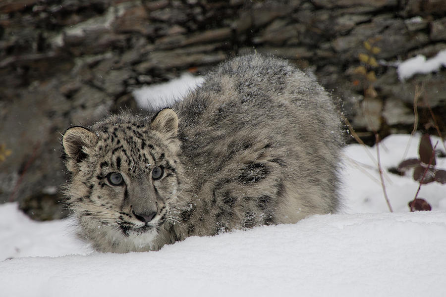 Snow Leopard Cub 4 Photograph