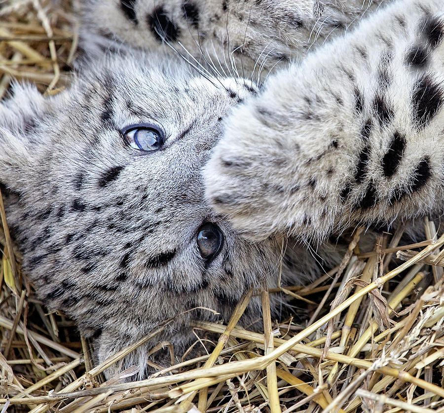 Snow Leopard Cub Photograph by Deborah Penland