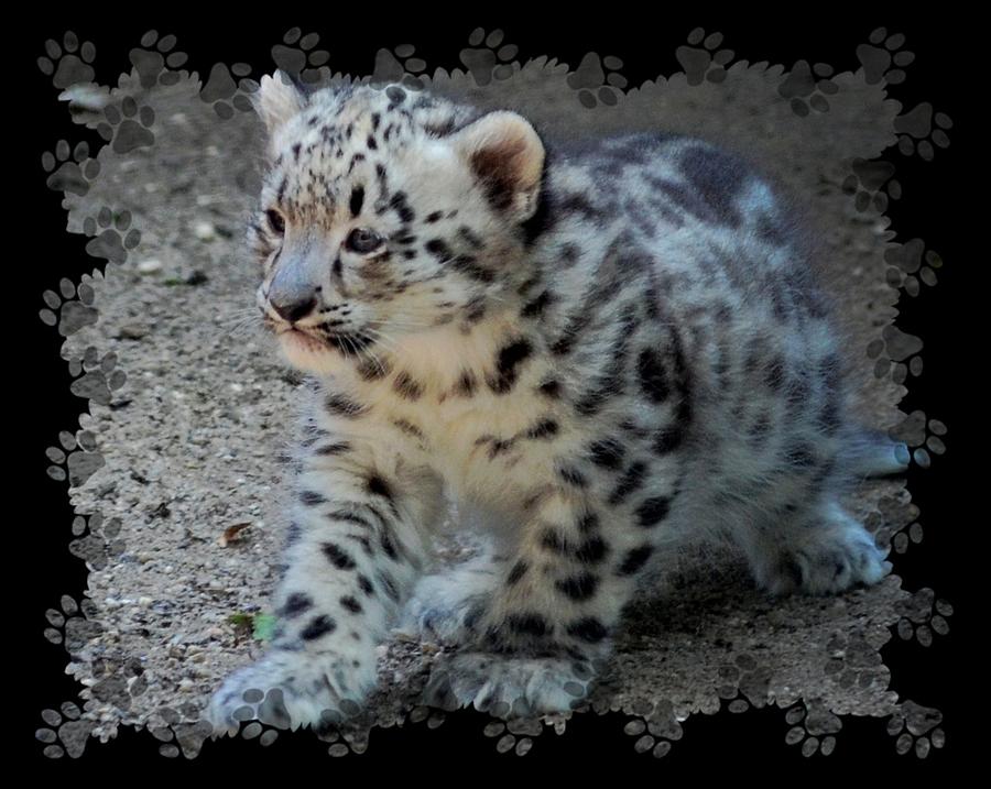 Snow Leopard Cub Paws Border Photograph by Terry DeLuco