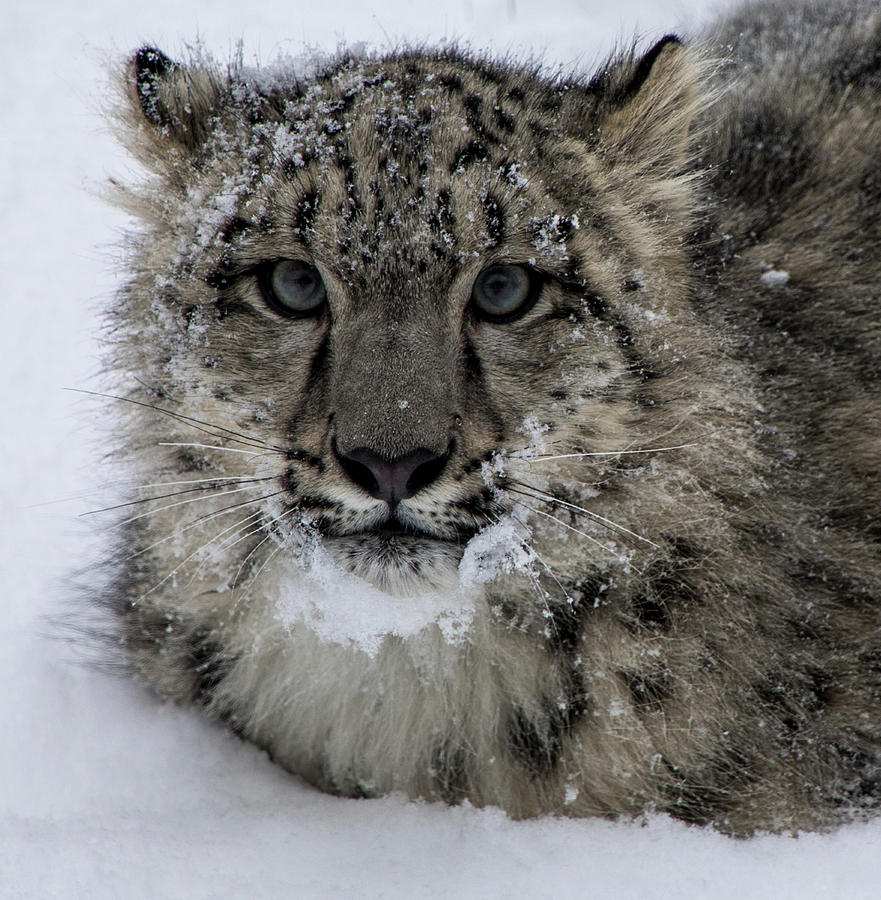 Snow Leopard Cub Photograph