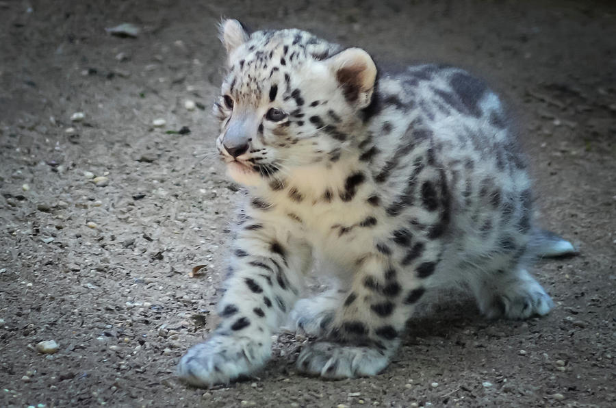 Wildlife Photograph - Snow Leopard Cub by Terry DeLuco