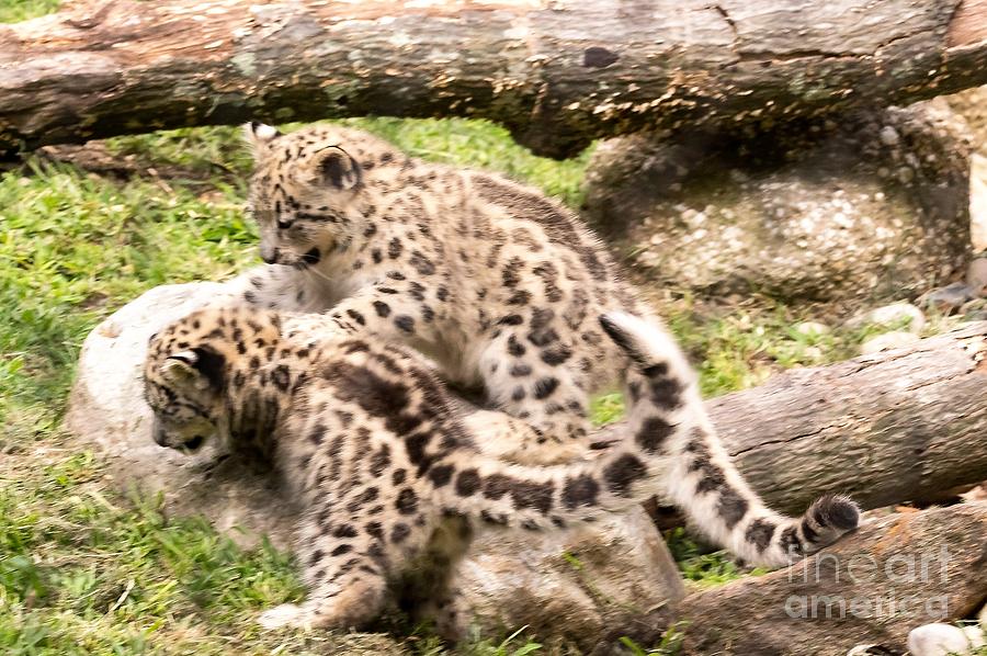 Nature Photograph - Snow Leopard Cubs At Play by Tom Horsch Photography