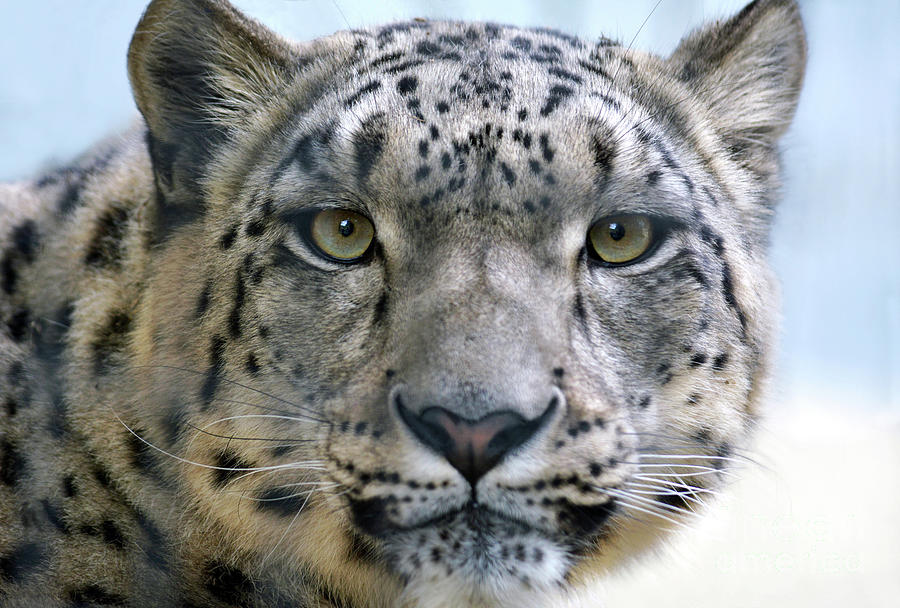 Snow Leopard Photograph by Dan Holm