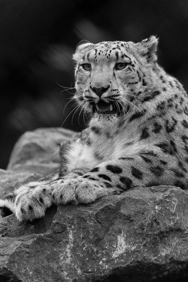 Snow Leopard Photograph by David Stanley - Fine Art America