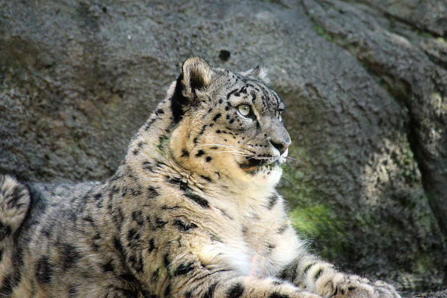 Snow Leopard Photograph by David Stasiak