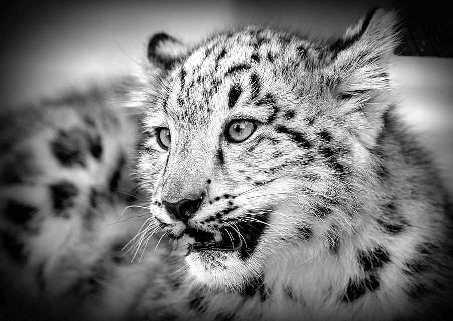 Snow Leopard Photograph by Deborah Penland