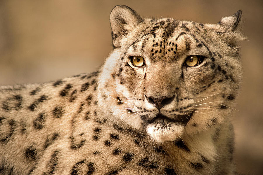 Snow Leopard Photograph by Don Johnson