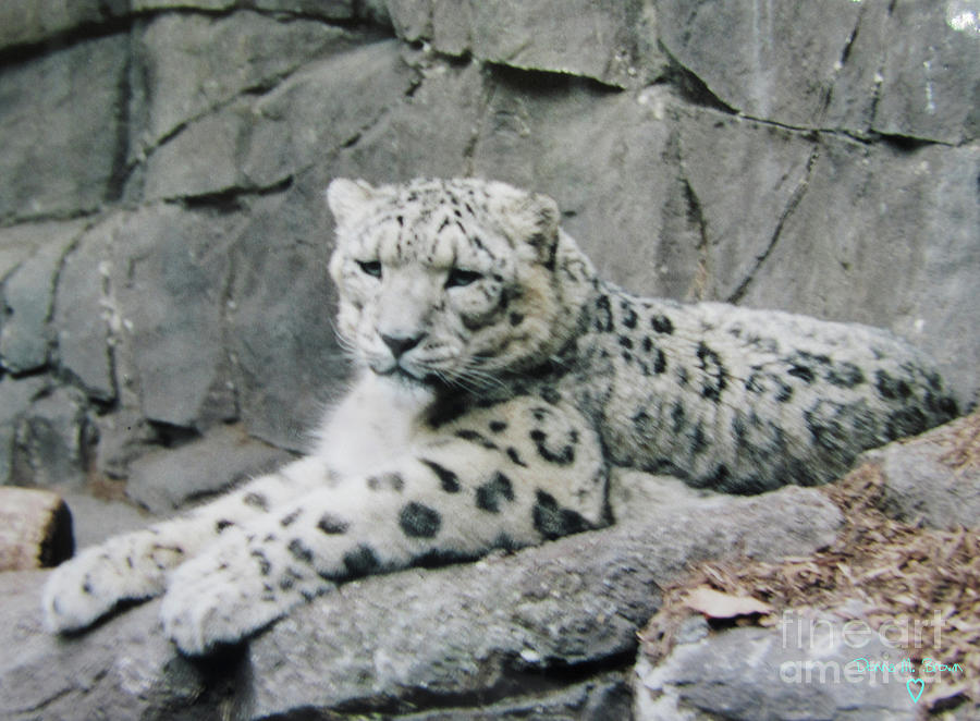 Philadelphia Photograph - Snow Leopard by Donna Brown