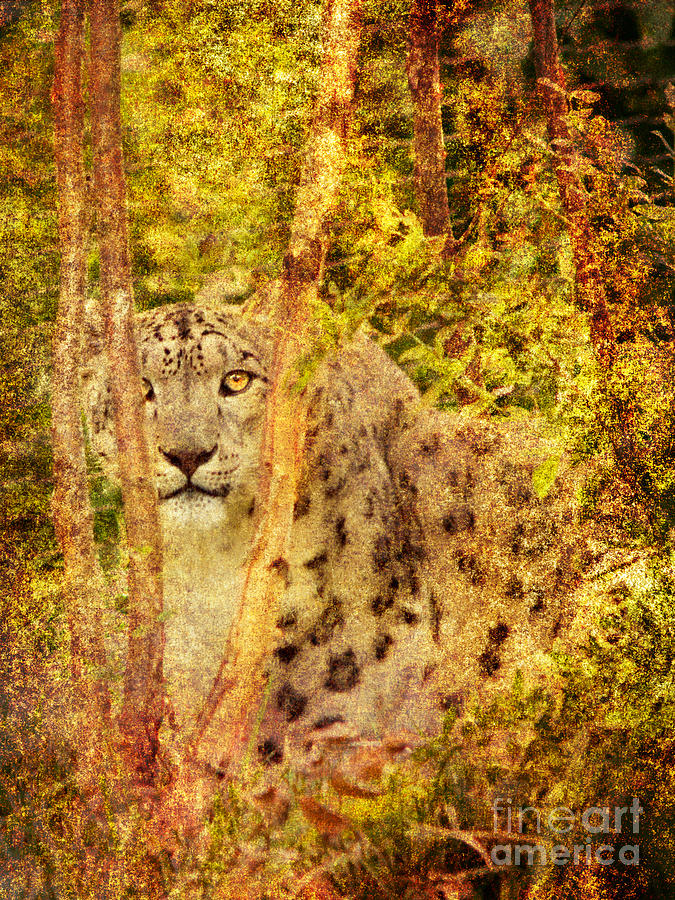 Snow Leopard Photograph by Dorothy Lee