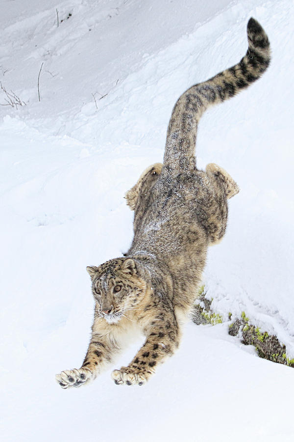 Snow Leopard Downhill Photograph by Steve McKinzie