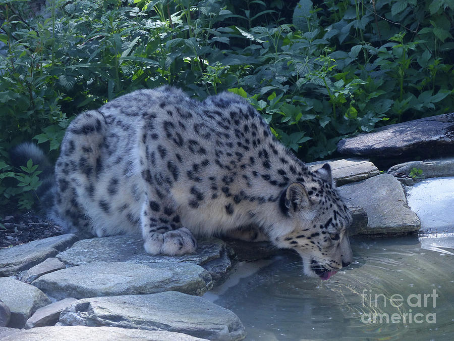 Snow Leopard drinking Photograph by Phil Banks