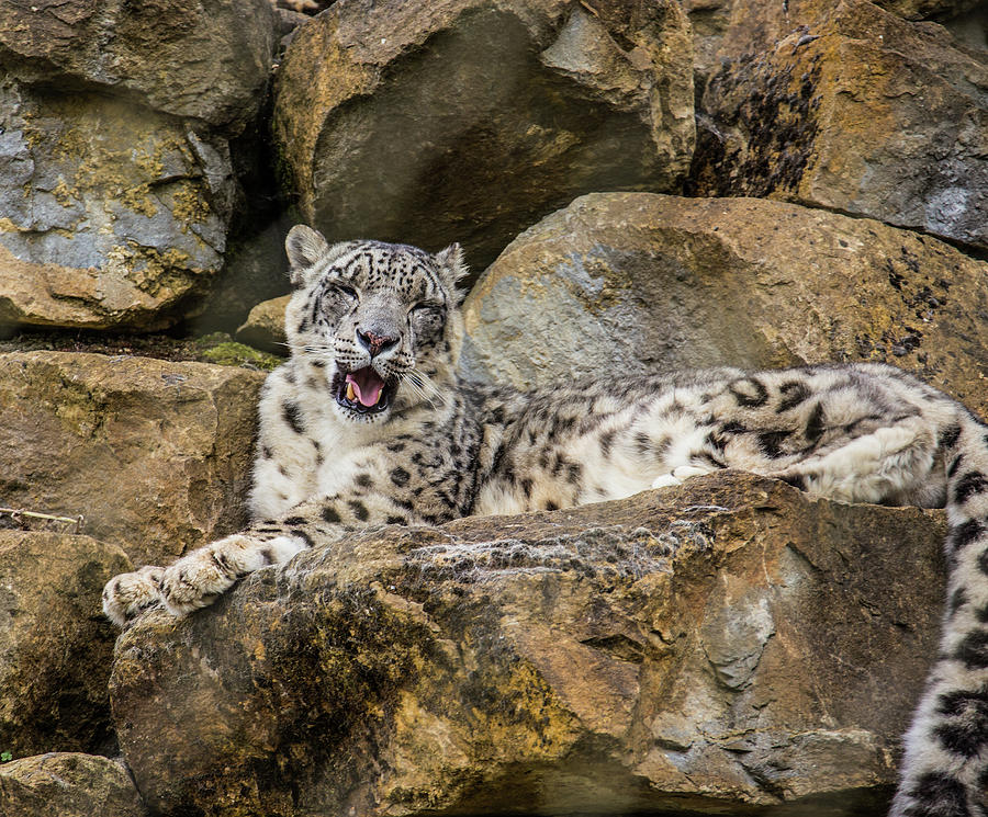 Snow leopard Photograph by Ed James