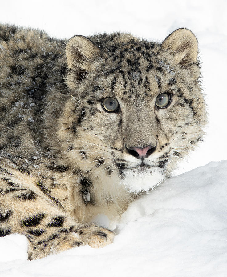 Snow Leopard Photograph by Elizabeth Waitinas