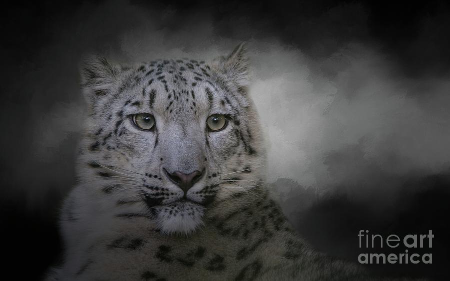 Cat Photograph - Snow Leopard by Eva Lechner