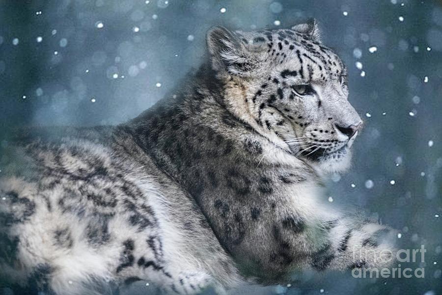 Snow Leopard Photograph by Geraldine DeBoer