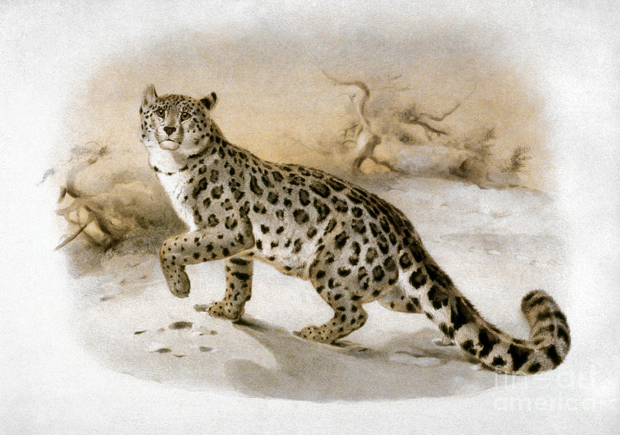 Snow Leopard Photograph by Granger
