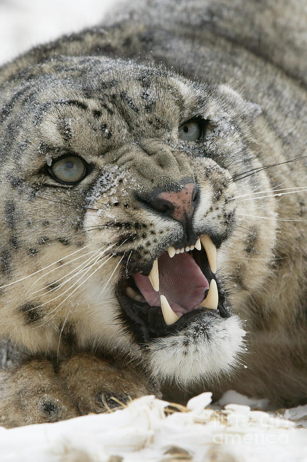 Animal Photograph - Snow Leopard Growling by Jean-Louis Klein & Marie-Luce Hubert