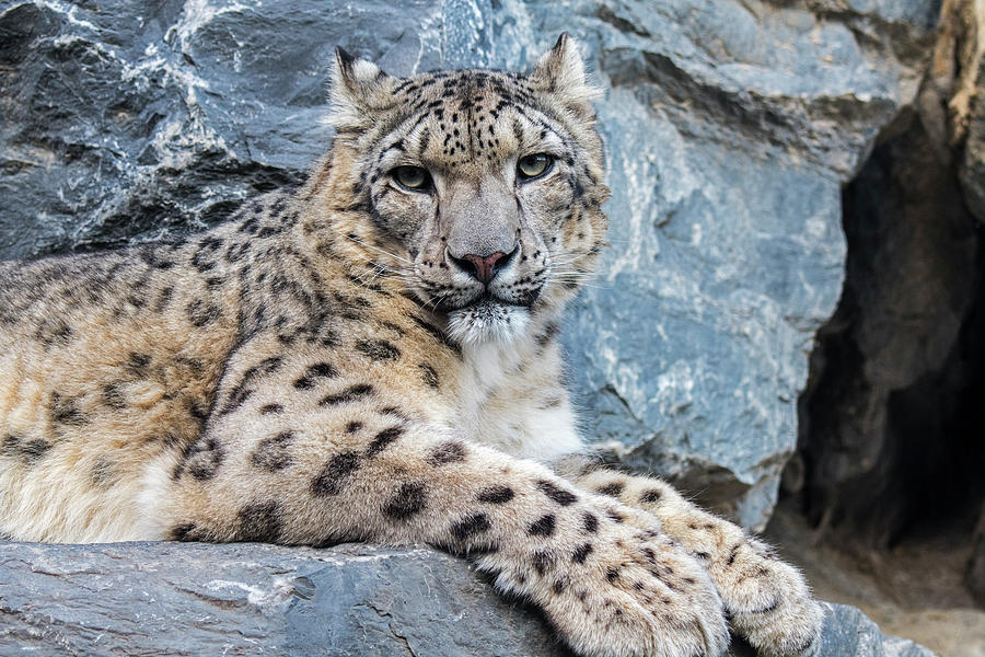 Snow Leopard In Rock Face Photograph By Arterra Picture Library